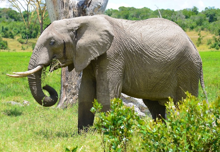 A young bull grazing at Olpejeta Conservancy